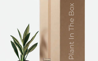 Plant In The Box. - Monthly Plant Subscription Box.