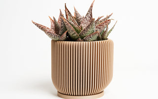 Where to Buy Plant Pots: The Ultimate Guide to Finding the Perfect Pot for Your Plants - Woodland Pulse