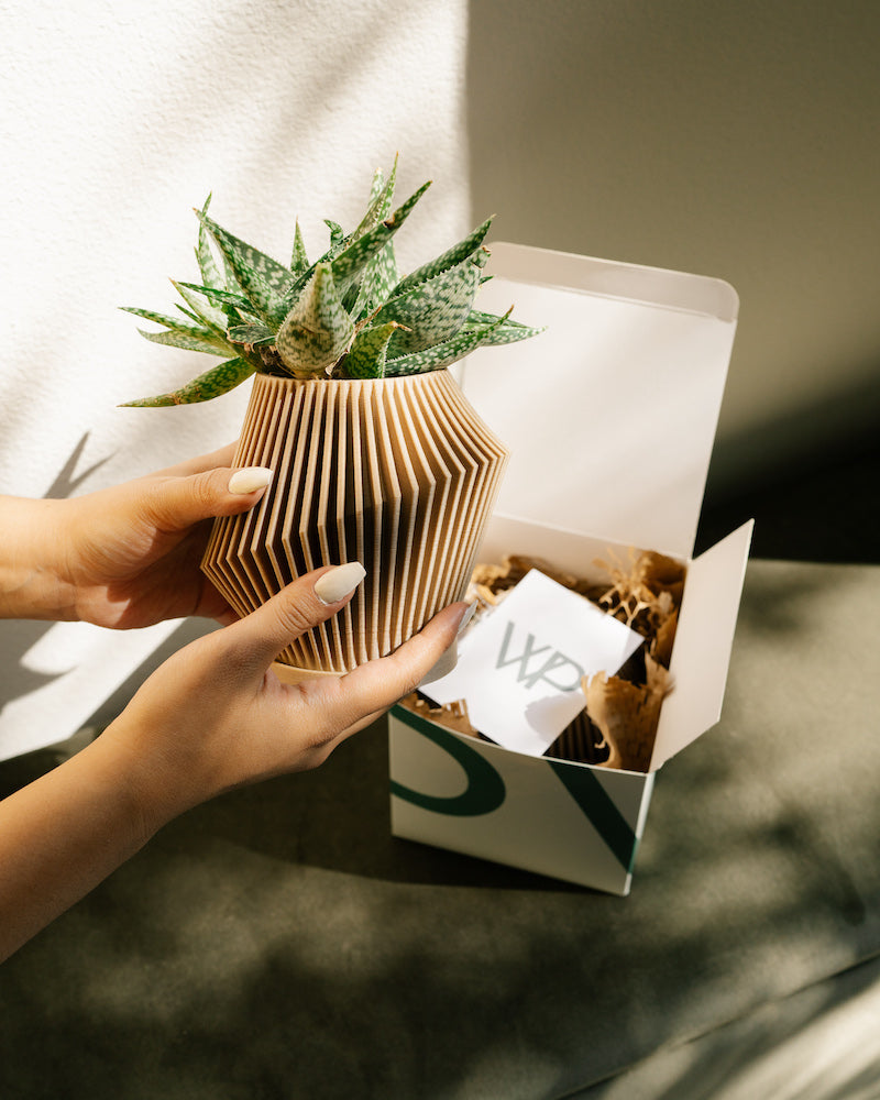 Modern plant pot decorative packaging.