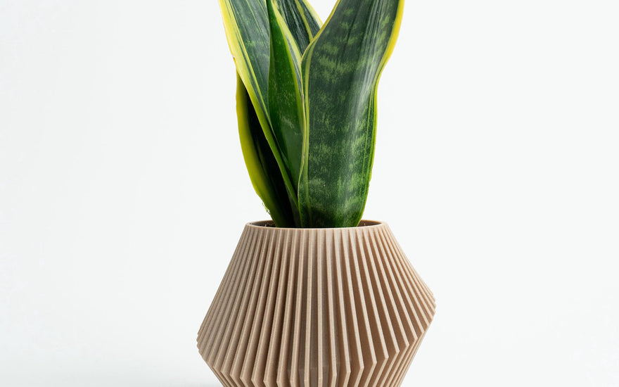 Introducing Woodland Pulse: The New Name for Wally's Plants and Designer Pots - Woodland Pulse