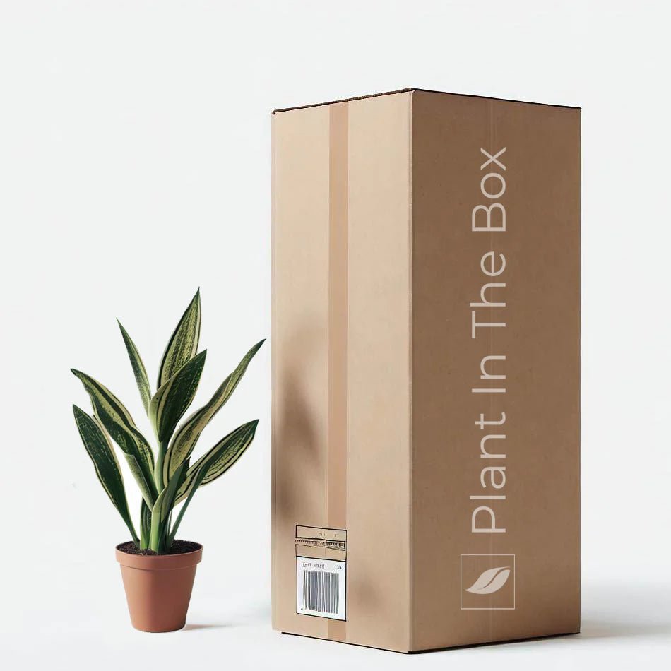 Plant In The Box. - Monthly Plant Subscription Box.
