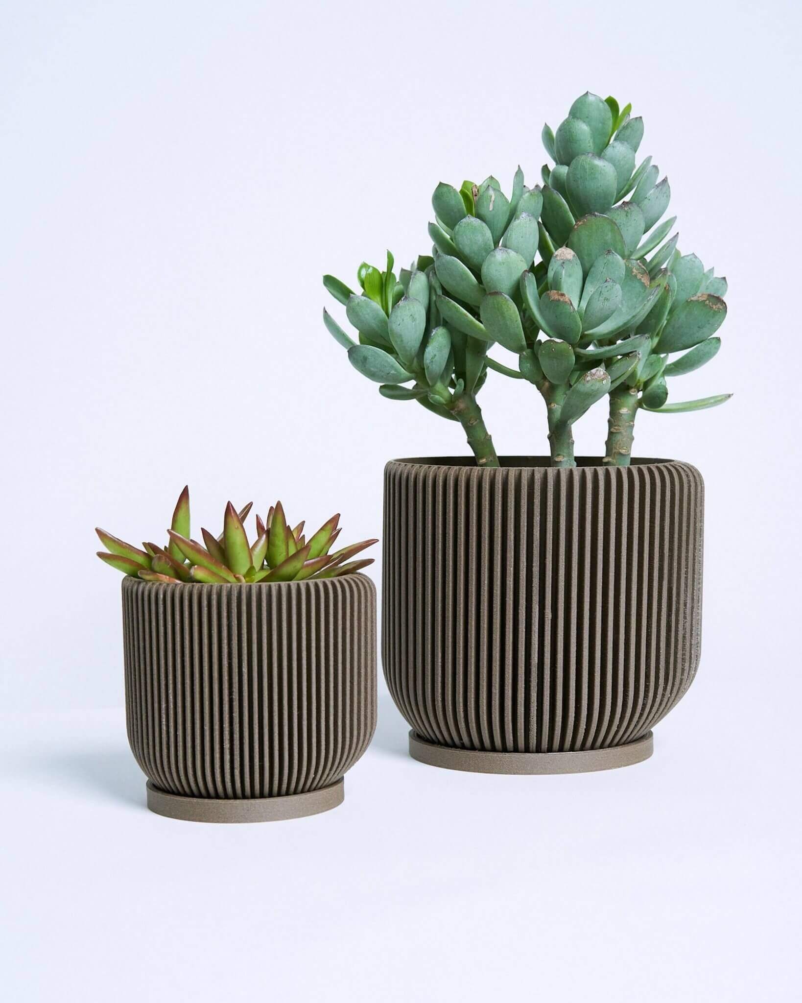 Two brown IONIC pots for planting succulents.