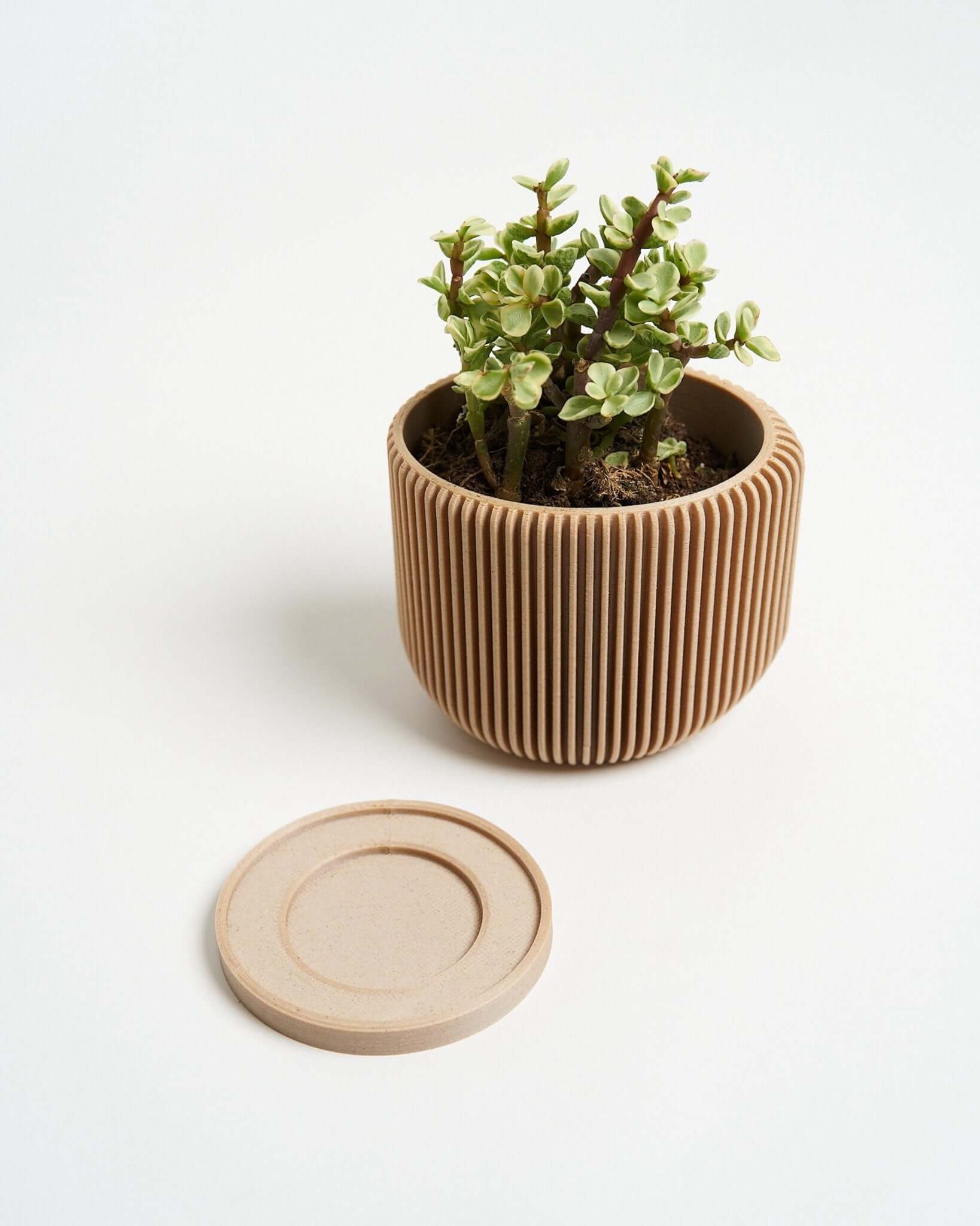 A wooden succulent planter by Woodland Pulse. This is a beige plant pot.