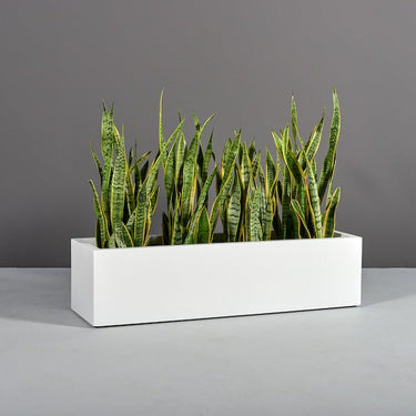 Short white low rectangular planter.